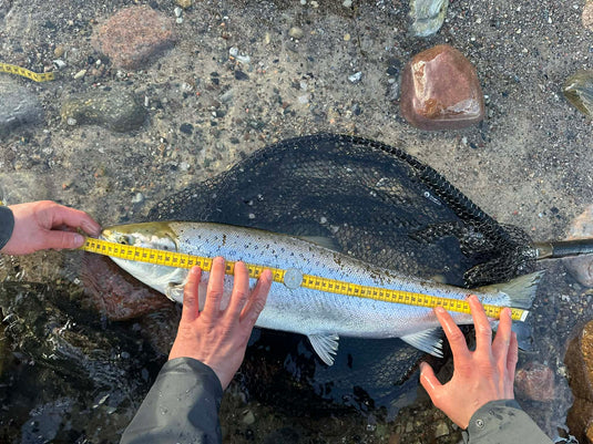 Rasmus Toft fangst 66 cm