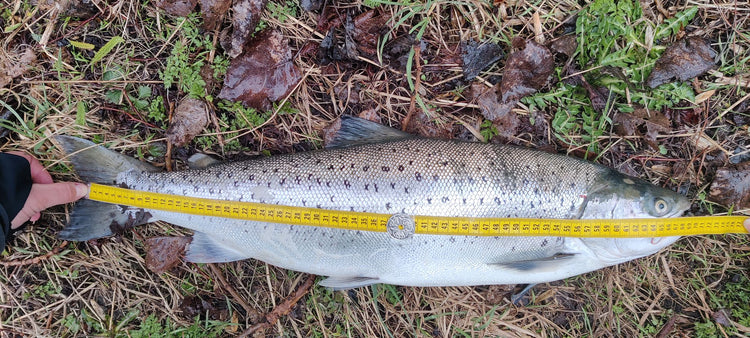 Jon Rasmussen fangst 67 cm